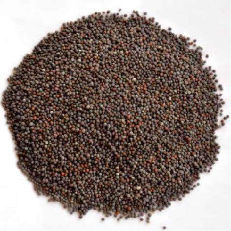 Organic Brown Mustard Seeds, Packaging Type : Jute Bag, Plastic Bag