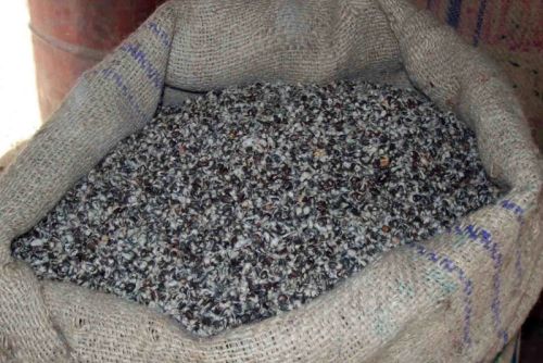 Organic Blended Cotton Seeds, For Animal Feed, Oil Extraction, Variety : NON-GMO