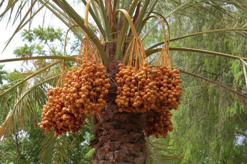 Fresh Dates, Packaging Type : Carton Boxes, Plastic Box