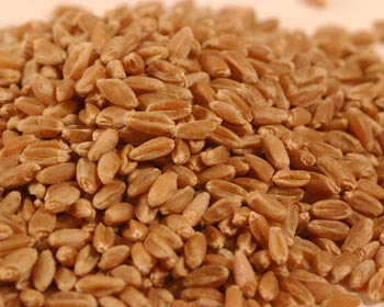 Common Wheat Seeds, For Beverage, Flour, Food, Purity : 98%