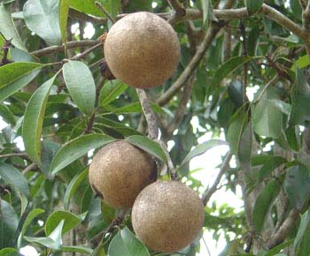 20 Organic Fresh Sapodilla, Taste : Sweet