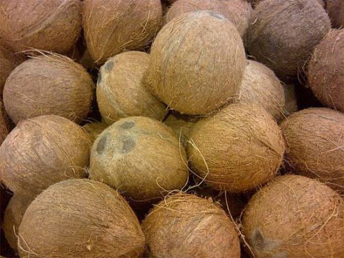 Matured Coconuts