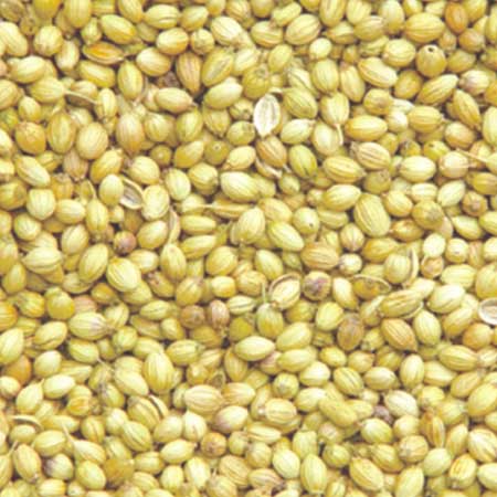 Coriander Seeds