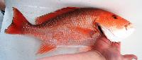 Red Snapper