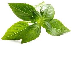 Natural Basil Oil