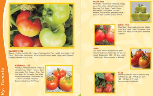 Tomato, Origin : Organic Farm