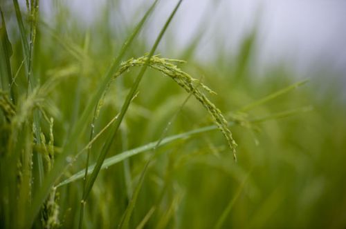 Natural Basmati Rice, For Food, Style : Fresh