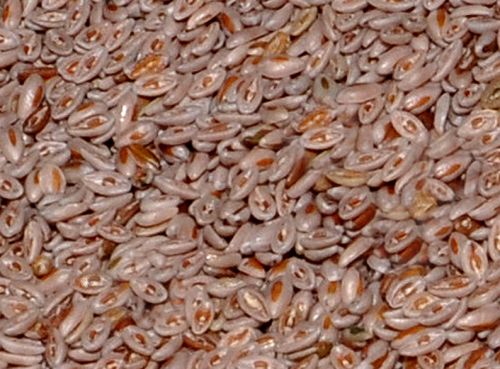 Psyllium Seeds, Color : Light Brown To Moderate Brown