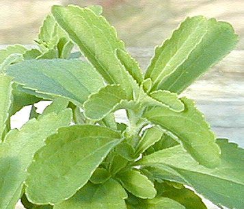 Stevia Dry Leaves