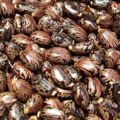 Organic Castor Bean Seeds, Style : Dry