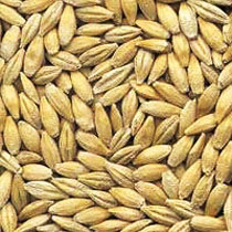 Barley Seeds, Seed Type : Natural