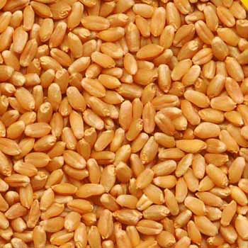 Wheat Seeds, For Beverage, Flour, Food, Style : Dried