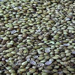 Coriander seeds, Grade Standard : Food Grade