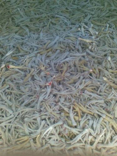 Unprocessed Chicken Feet, Style : Dried, Frozen