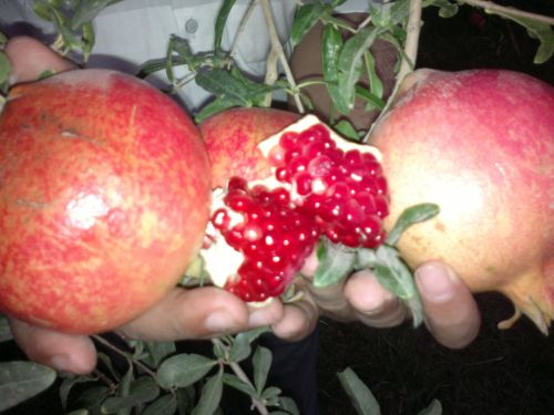Fresh Pomegranate, Variety : frish fruit