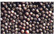 Black Pepper Seeds