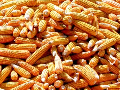 Yellow and White Corn For Animal Feed