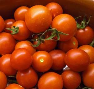 Common Fresh Tomatoes