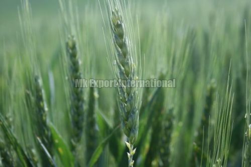 Hard Winter Wheat Seeds