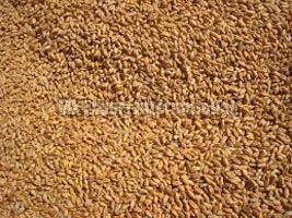Wheat seeds Form : Seeds