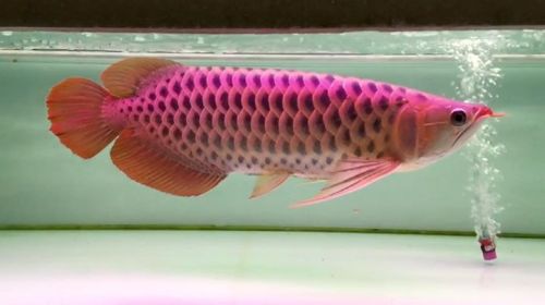 Red Arowana Fish, Arowana Eggs