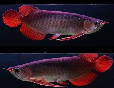 Arowana Fishes