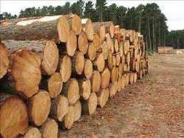 Pine Wood Logs