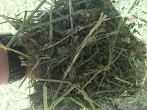 Alfalfa Grass Of USA Origin