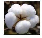 Raw Cotton