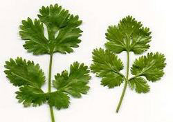 Coriander Leaves