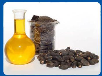 Jatropha Oil