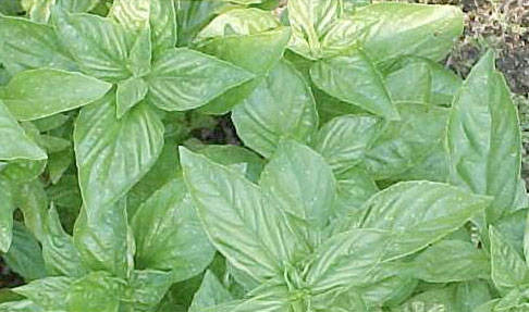 Basil Leaves