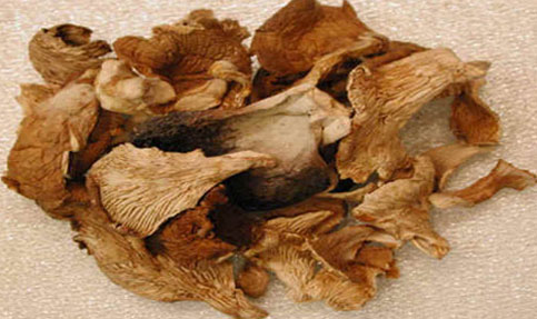 Dried Oyster Mushrooms for Cooking, Restaurant