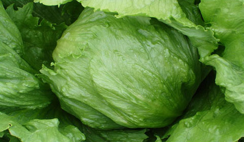 Fresh Iceberg Lettuce