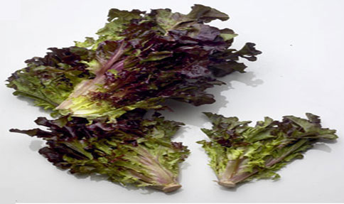 Fresh Lollo Rosso Red Lettuce