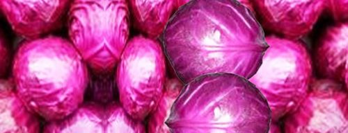 Fresh Red Cabbage