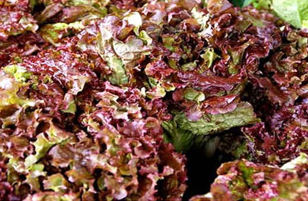 Fresh Red Romaine Lettuce