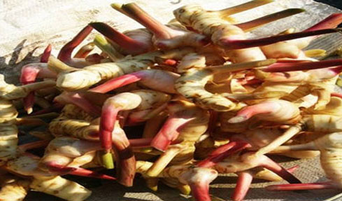 Galangal Roots