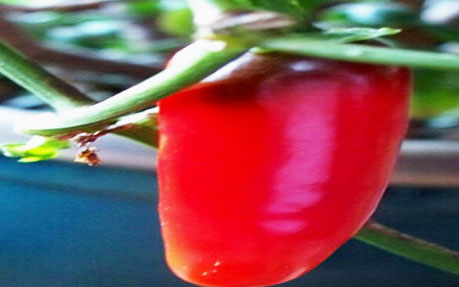 Jalapeno Red Chili