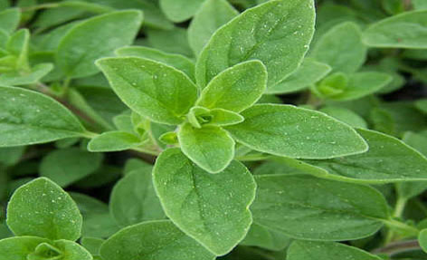 Marjoram Herb