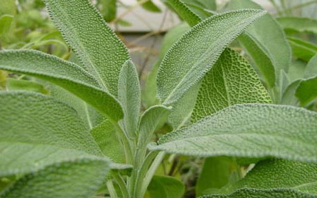 Sage Herb