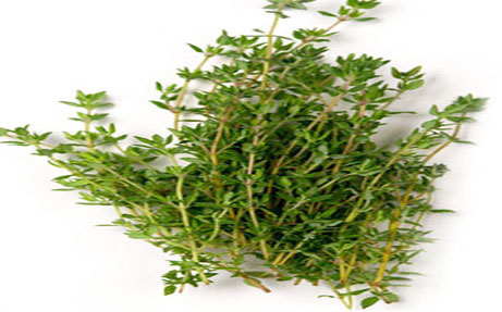 Thyme Herb