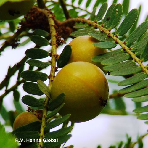 Amla powder, Composition : Amla Powder