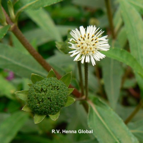 Bhringraj Powder