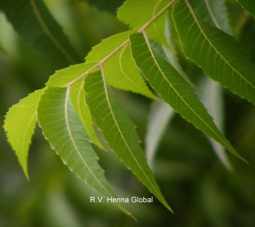 Neem Leaves Powder