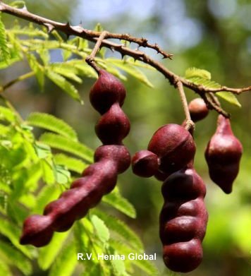 Shikakai Powder, Packaging Type : Glass Jar, Plastic Packet