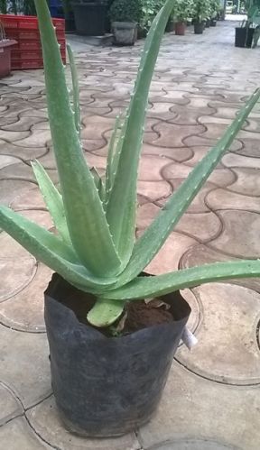Aloe vera plants