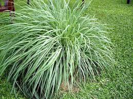 Citronella Plants