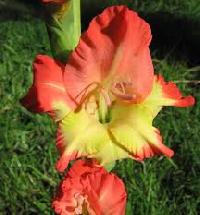 All Natural Gladiolus Flowers, For Decorative, Vase Displays, Style : Fresh