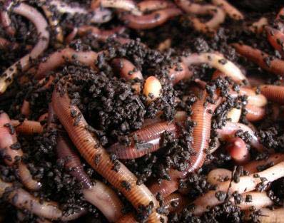 Organic vermicompost, Standard : Bio Grade, Moisture : 30 - 40% Max